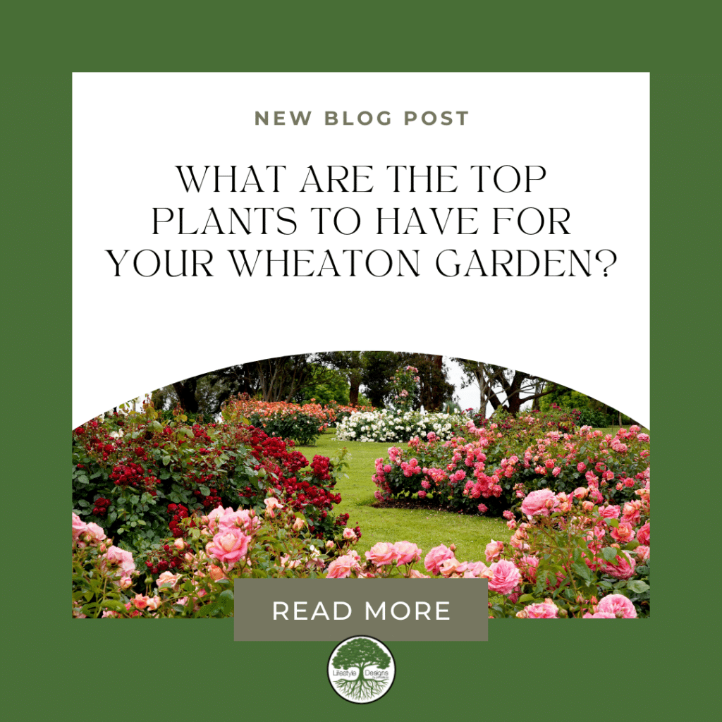 What Are the Top Plants for Your Wheaton Garden