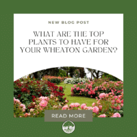 What Are the Top Plants for Your Wheaton Garden