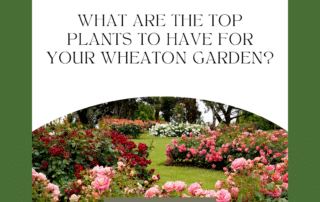 What Are the Top Plants for Your Wheaton Garden